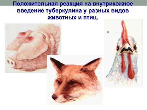 Туберкулез животных - презентация онлайн