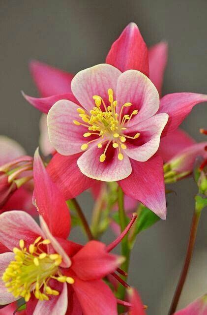 312 best Carmelita images on Pinterest | Floral arrangements, Floral ...