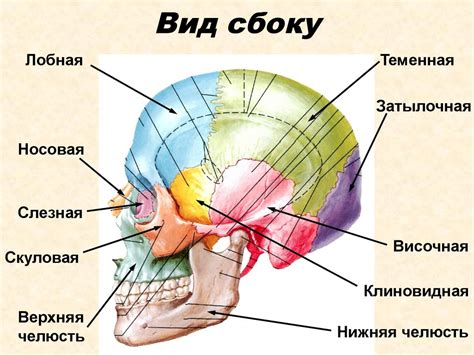 Череп. Мозговой отдел, лицевой (висцеральный) отдел - презентация онлайн