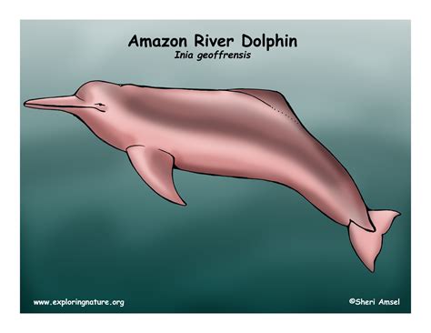 Amazon River Dolphin Habitat Maps