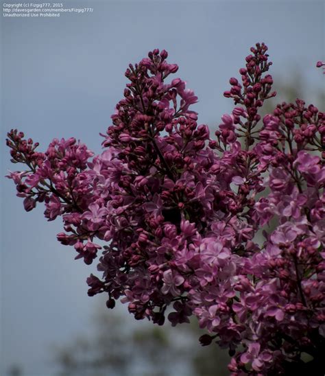 PlantFiles Pictures: Hybrid Lilac, Canadian Lilac 'Evangeline' (Syringa ...