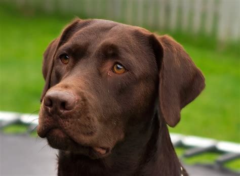 labradors considered good dogs