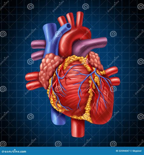 De Menselijke Anatomie Van Het Hart Stock Illustratie - Illustration of
