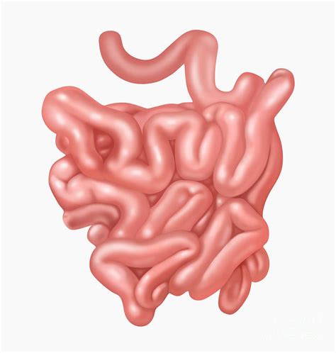 small intestine anatomy diagram diagram  large  small intestine