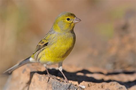 canaries hagen avicultural research institute