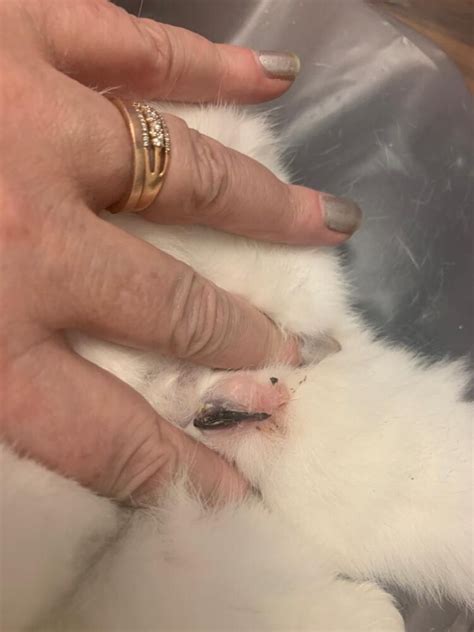 how to clean bunny scent glands