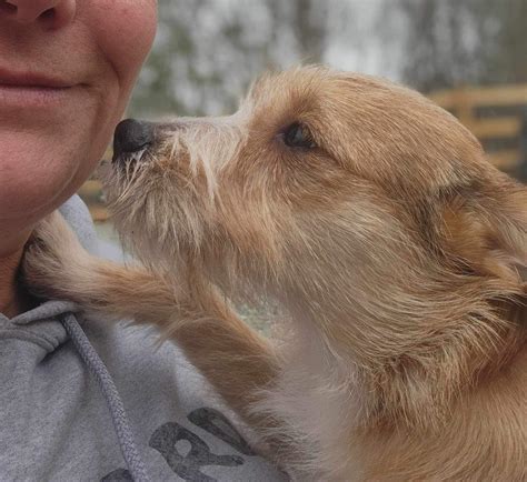 Harnett County, NC - Lost Dogs, Cats & Pets - PawBoost - Please spread