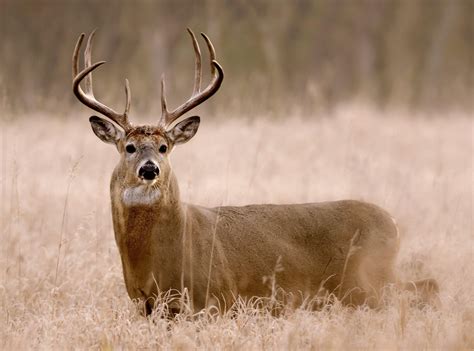 South Carolina Deer Hunting: Ultimate Guide for 2024 Season - The Deer