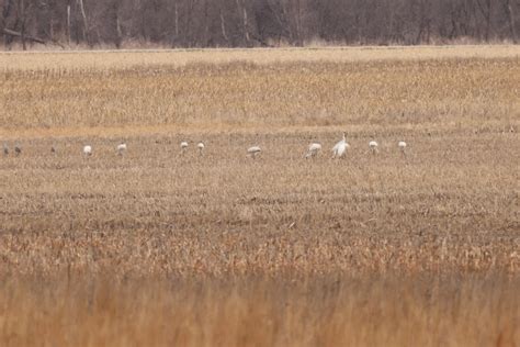Protect and Preserve: Kansas City District works to manage habitat for
