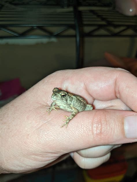 American toad or American dwarf? : r/herpetology