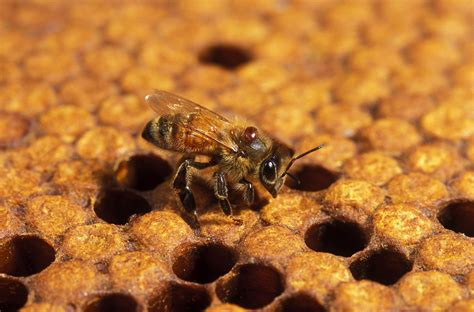 How to Get Rid of Bee Mites