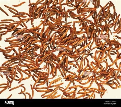 Mealworm larvae hi-res stock photography and images - Alamy