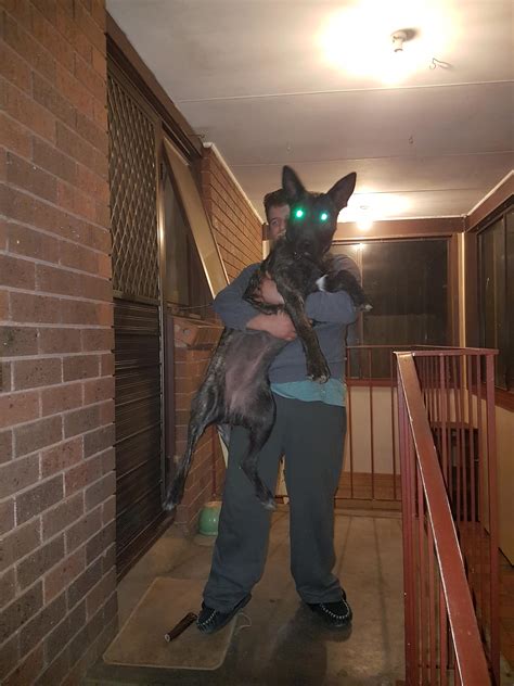 561 best Irish Wolfhound images on Pholder | Aww, Irishwolfhound and