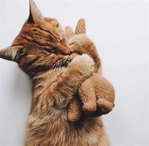 Обнимающиеся котики - 78 фото