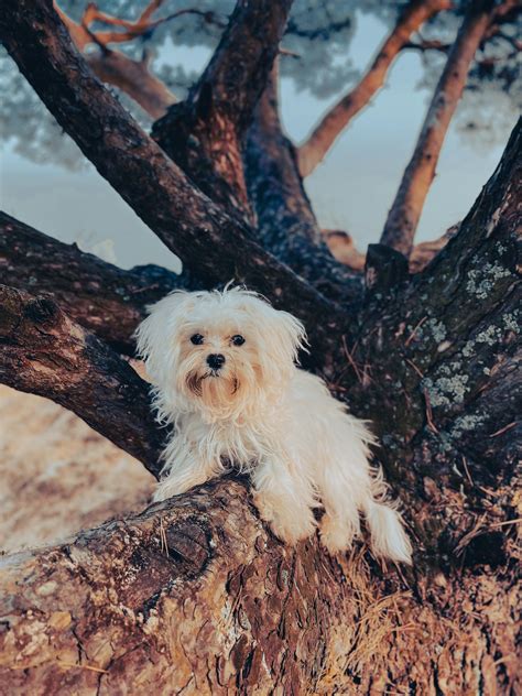 Common Mistakes Maltese Owners Make (And How to Fix Them) - Smart Dog Learning