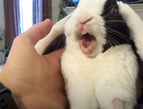 Rabbit learns he’s ‘adopted’ and his hilarious response melts hearts