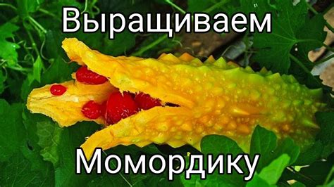 Как вырастить Момордику (часть 1 из 2) #168 - YouTube