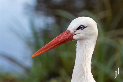 Storch Foto & Bild | tiere, wildlife, wild lebende vögel Bilder auf ...