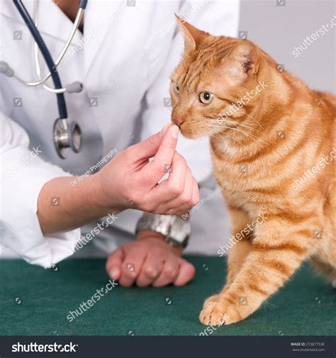 59 en la categoría «Cat worming tablets» de fotos e imágenes de stock