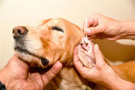 Cerume scuro nelle orecchie del cane - cause e rimedi naturali