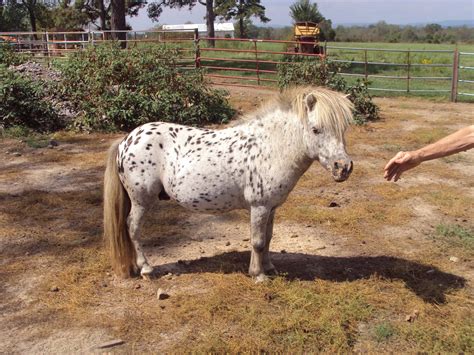 Raine Ranch Miniature Horses & Shetlands - For Sale By Agent CR Chief