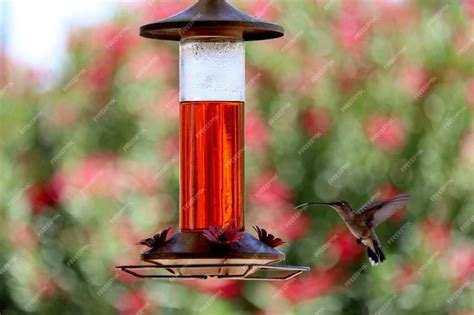 How do I keep my hummingbird feeder cool in hot weather? - Hummingbird101