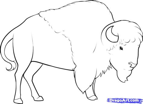 Как нарисовать Бизона карандашом поэтапно | Buffalo art, Bison art ...
