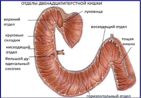 нисходящая часть двенадцатиперстной кишки: 11 тыс изображений найдено в ...