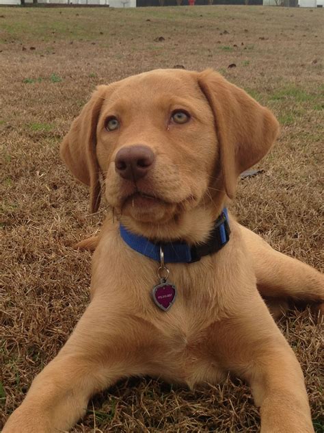 Owning a fox red lab brings some unexpected training challenges daily 13