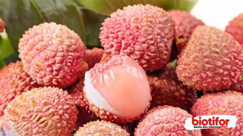 manfaat buah leci menyegarkan  menyehatkan