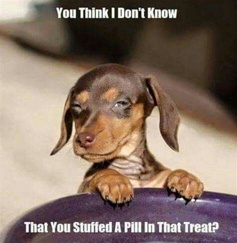 288 best images about Entirely Dog Memes on Pinterest