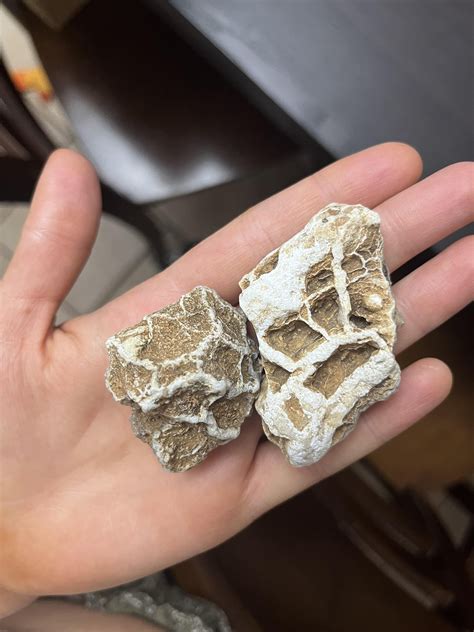 could these be septarian nodules? third pic is underside. found in a