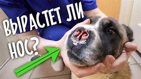У собаки растет новый нос. Спасли глухого спаниеля. - YouTube
