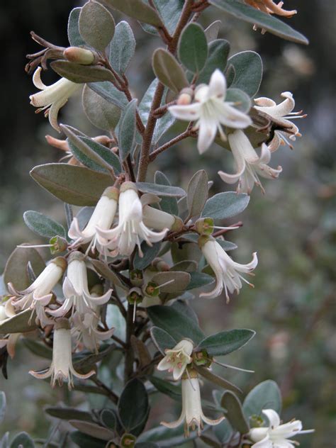 Correa ‘Ivory Bells’ - The Ruth Bancroft Garden & Nursery