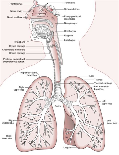 Overview of the Respiratory System: Function and Structure | Thoracic Key