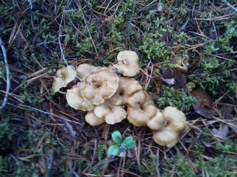 Лисичка трубковидная (Craterellus tubaeformis) фото и описание