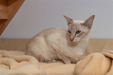 ThaiMahal Fantasia (Diamond) - Siamkatze cinnamon-tabby-point