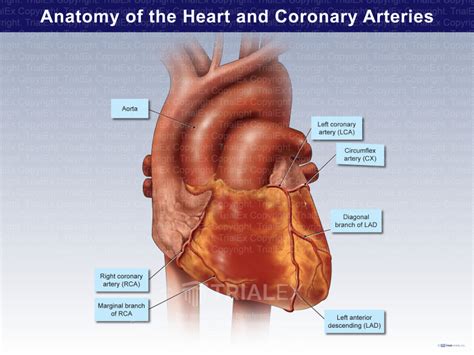 Anatomy of the Heart and Coronary Arteries - TrialQuest Inc.