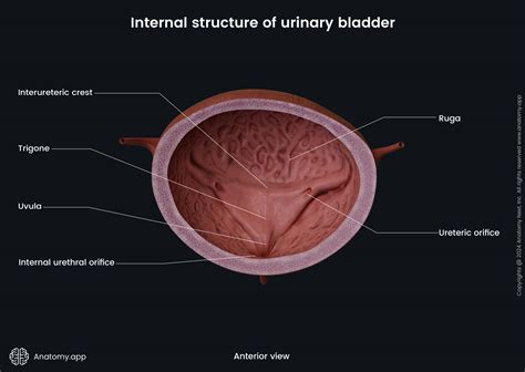 internal structure  urinary bladder anatomyapp