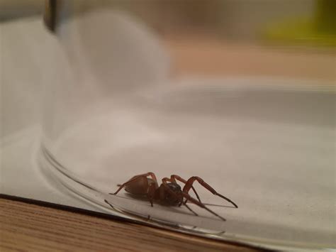 ID Confirmation - New Mexico, USA : r/spiders