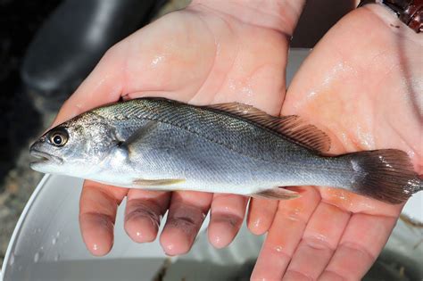 Mulloway boost for Lake Macquarie - Fishing World Australia