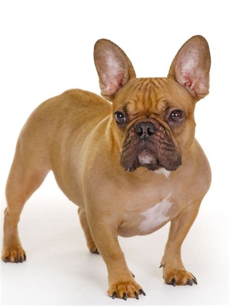 Fawn French Bulldog: facts and photos for Frenchie fans – petsKB