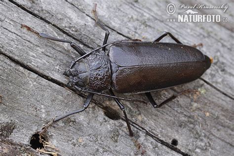 Tesařík zavalitý | Naturfoto.cz