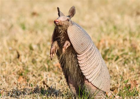 do armadillos carry syphilis 4