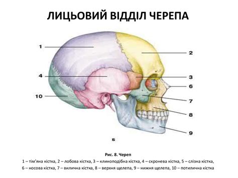 Скелет черепа - online presentation