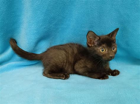 petfinder morgantown 4