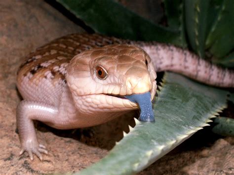 blue tongued skink indianapolis zoo