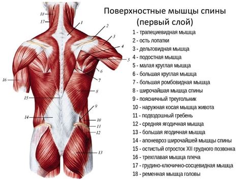 Мышцы спины человека: анатомия и строение, глубокие и поверхностные ...