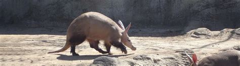 interesting aardvark facts evolution ecology