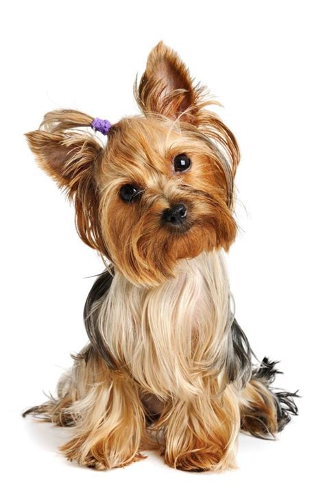 Купити - Yorkshire Terrier Adult Royal Canin (Роял Канин) Йоркширський ...